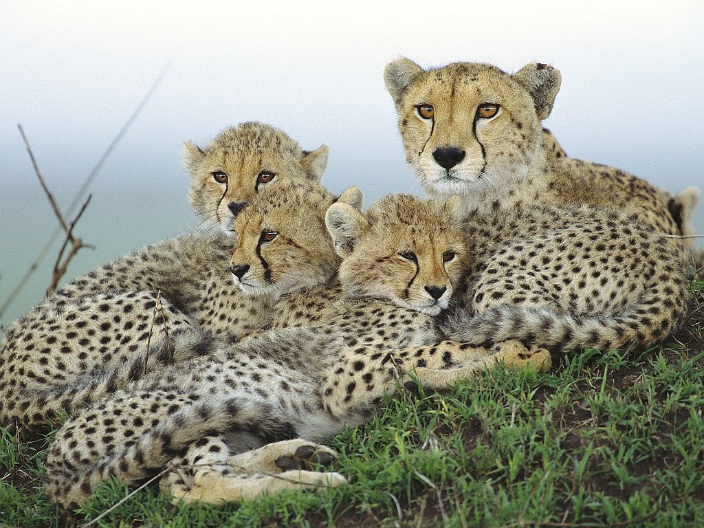 Resting Cheetahs, Masai Mara Reserve, Kenya, Africa